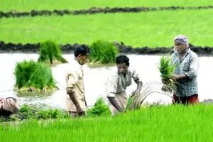 నీరు ఏదీ... నాట్లు ఎక్కడ...