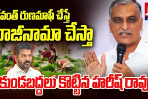 రుణమాఫీతో హరీష్ రాజీనామా తప్పదా