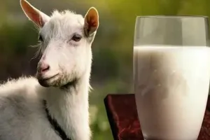 మేక పాలు తాగితే రక్తపోటు సమస్యకు చెక్